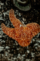 Javen-Aliyah-Oregon-Engagement-Photos-Depoe-Bay (4 of 59)