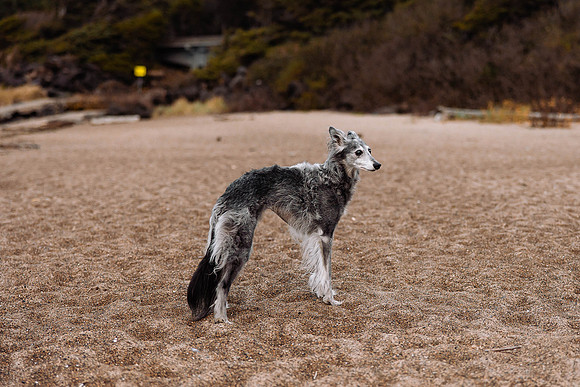 Ashley-Pepper-Pet-Family-Photos-2022-Oregon-1693