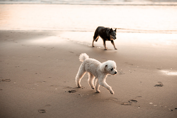 Sookie-Cricket-Photo-Session-Fogarty-27