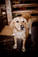 Tyler-Riley-Gold-Beach-Wedding-Photos-5530