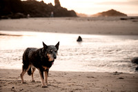 Sookie-Cricket-Photo-Session-Fogarty-9