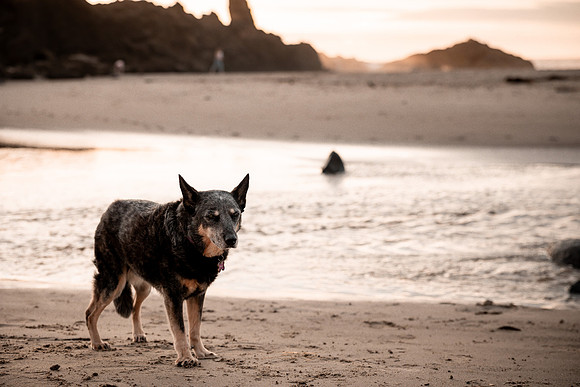 Sookie-Cricket-Photo-Session-Fogarty-9