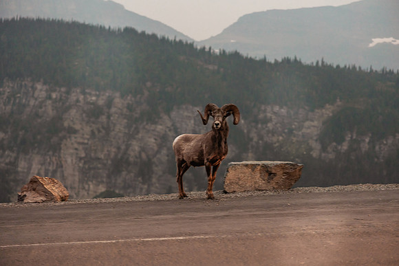 Jason-Tiffany-Glacier-National-Park-Montana-Elopement-153