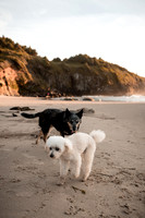 Sookie-Cricket-Photo-Session-Fogarty-10