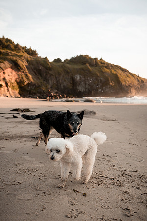 Sookie-Cricket-Photo-Session-Fogarty-10