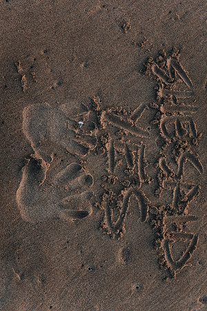 Eli-Proposal-Rock-Neskowin-Oregon-Photos (25 of 27)