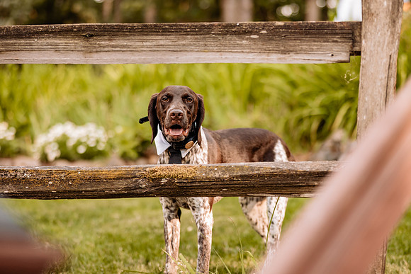 Nick-Melissa-backyard-Oregon-Wedding-2022-34